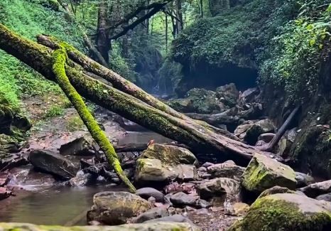 آبشار ماهی مشو لنگرود، زمزمه آب در قلب جنگل های سرسبز گیلان